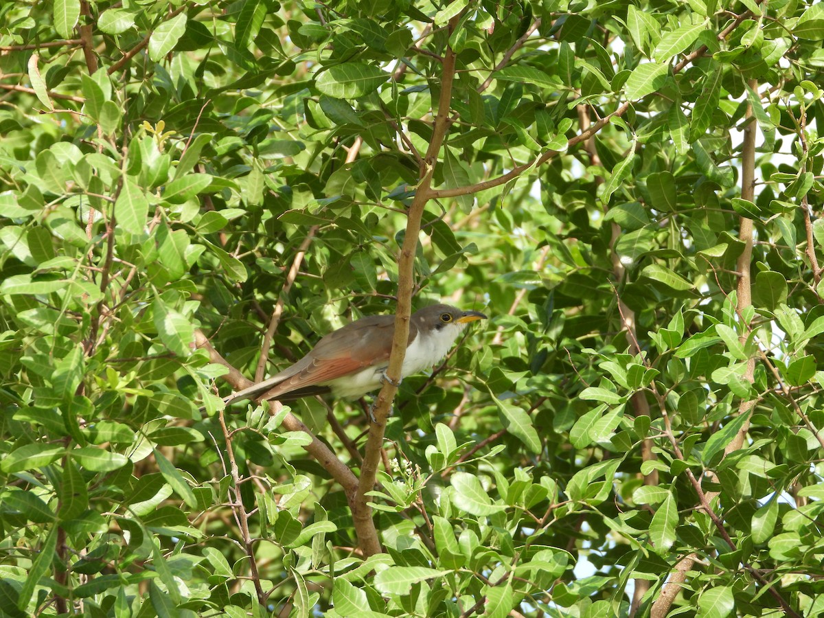 Yellow-billed Cuckoo - ML504059831