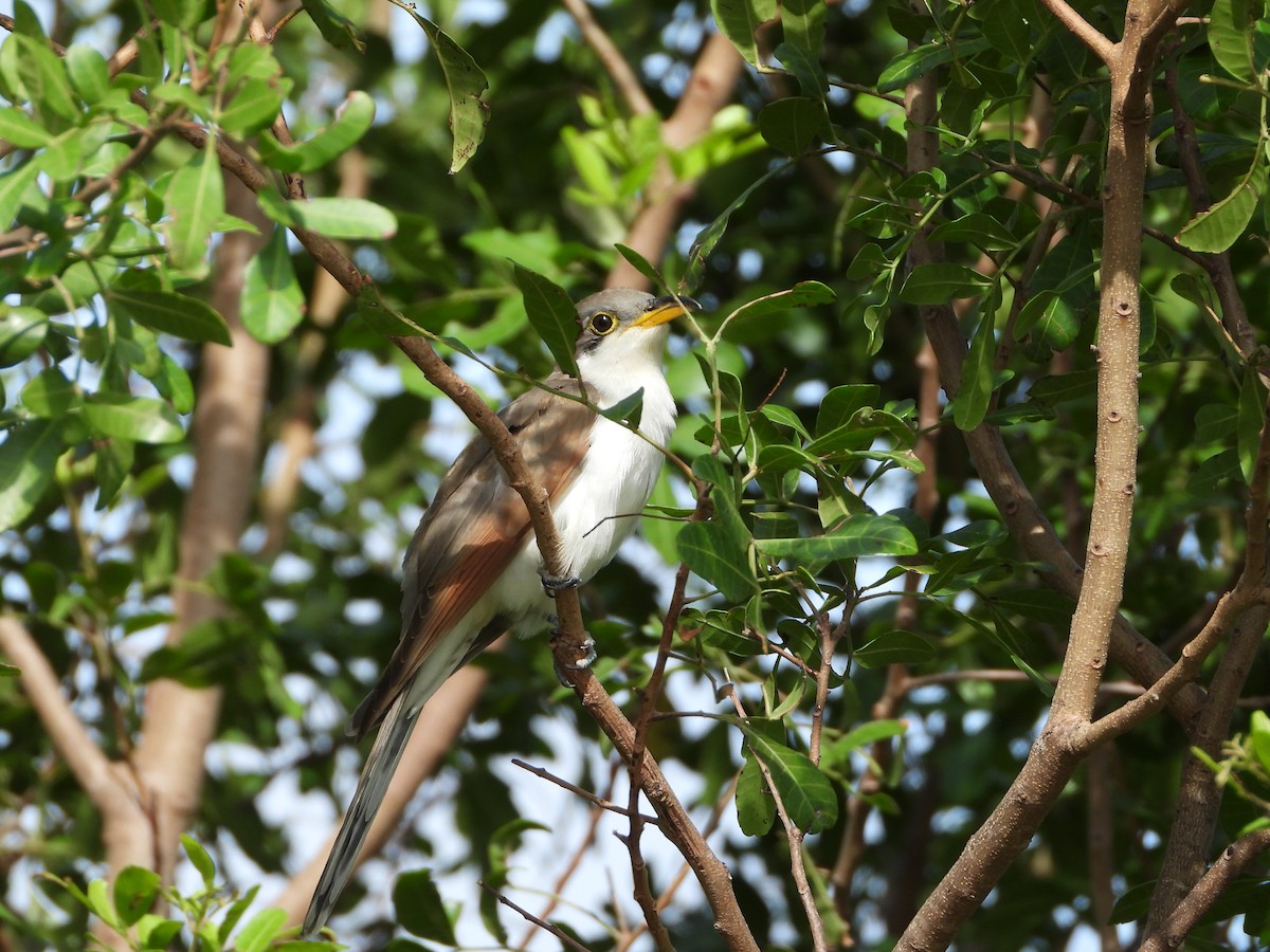 Yellow-billed Cuckoo - ML504059841