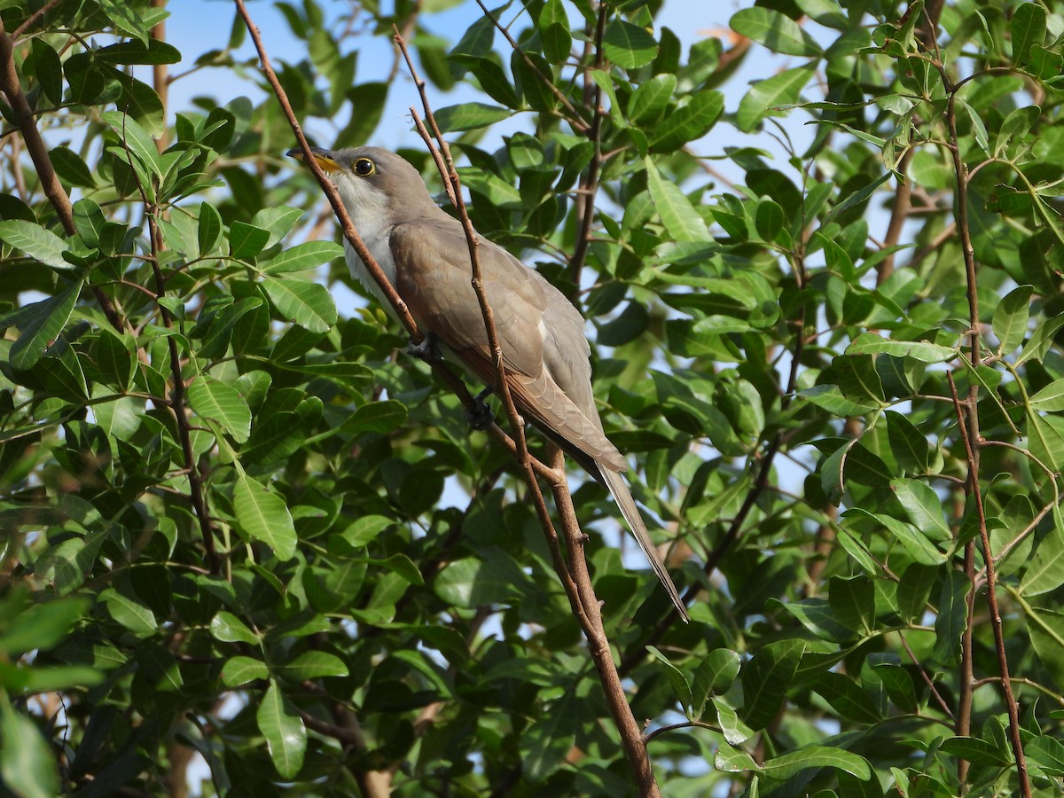 Yellow-billed Cuckoo - ML504059861