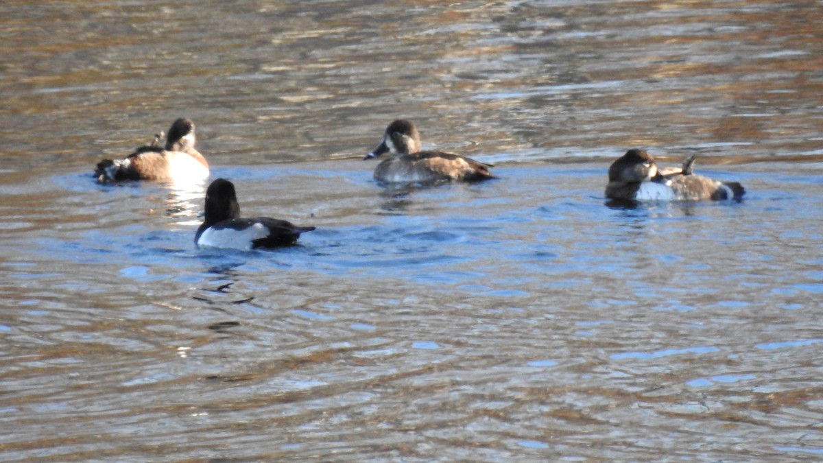 Ring-necked Duck - Anca Vlasopolos