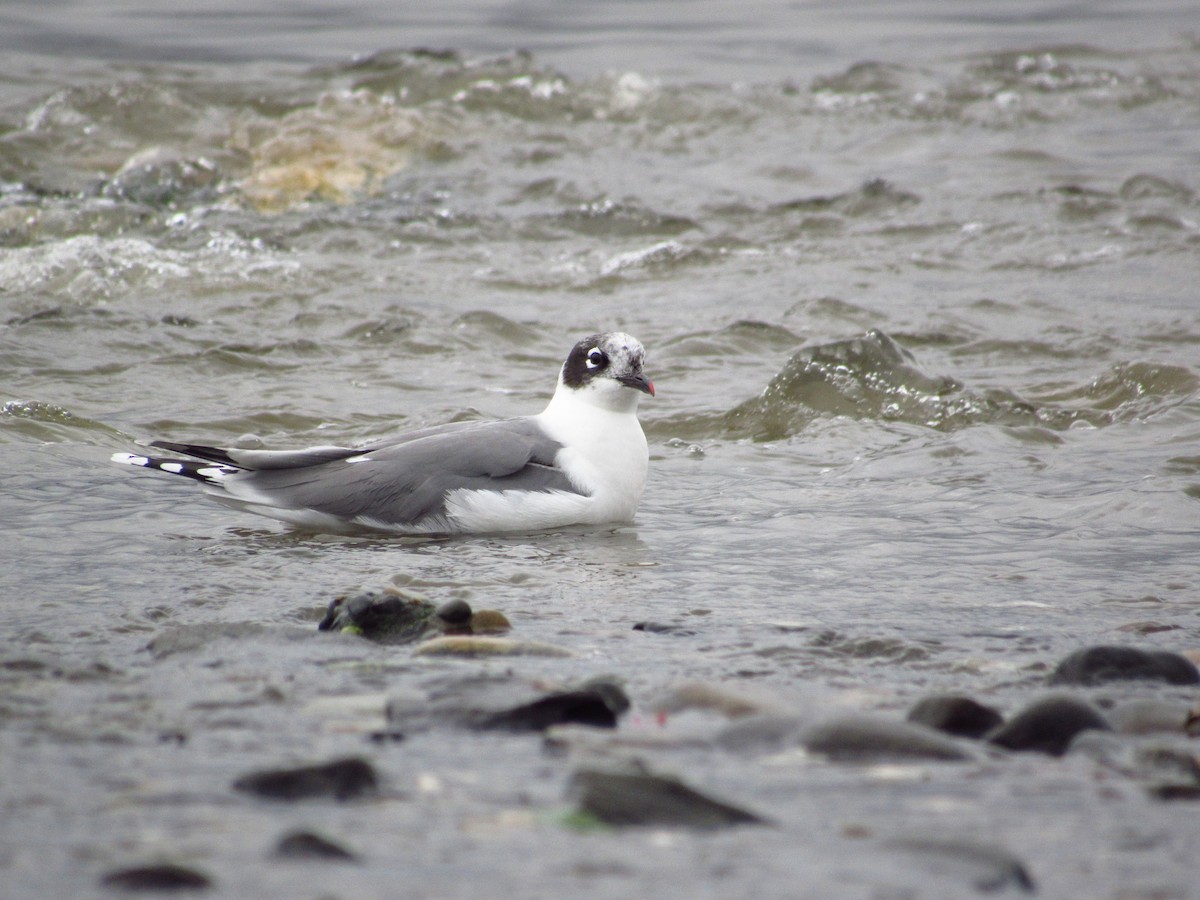 Franklin's Gull - ML504060341