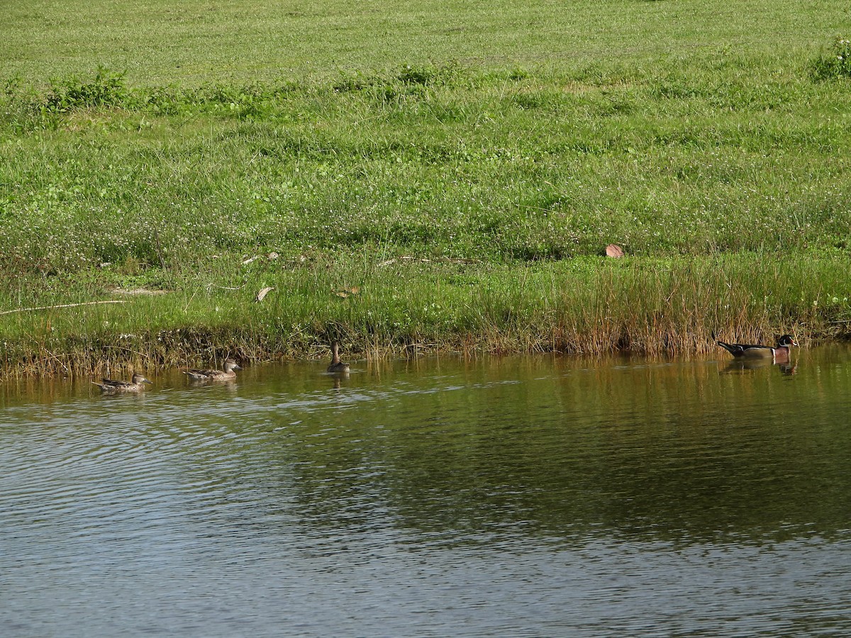 Canard branchu - ML504060421