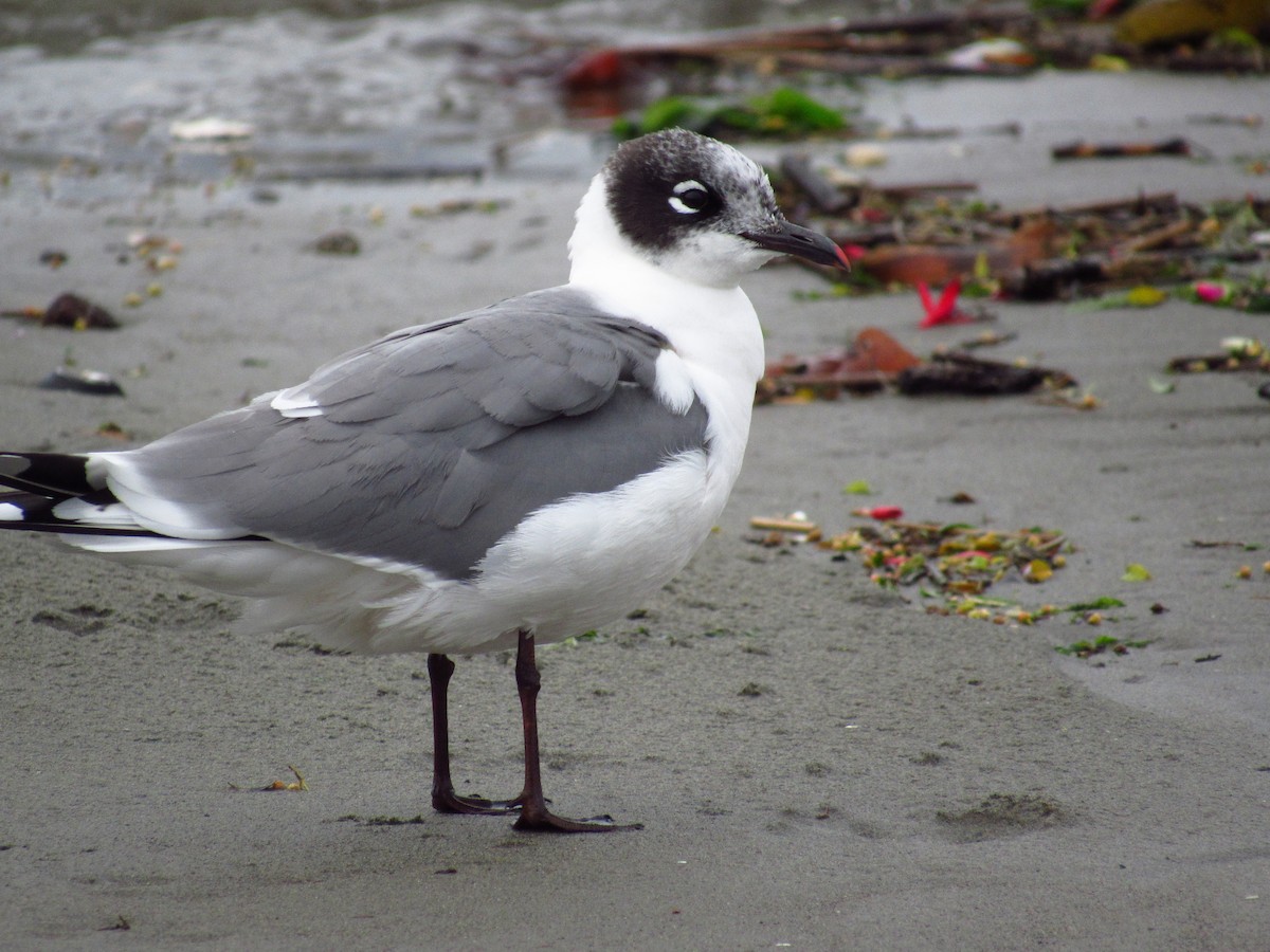 Franklin's Gull - ML504060481