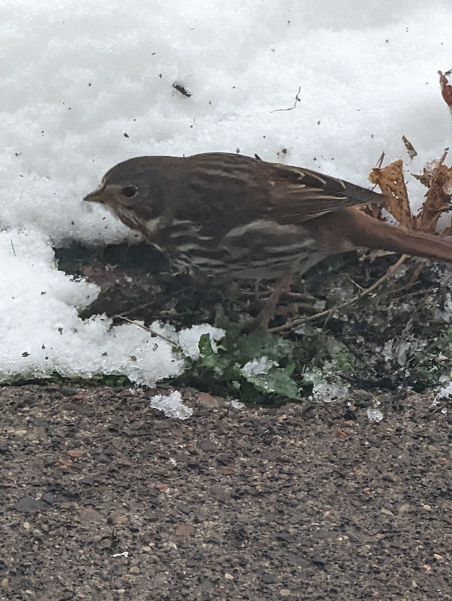 Fox Sparrow (Red) - ML504060831