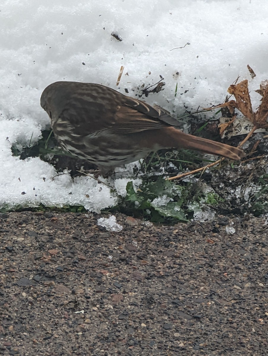 Fox Sparrow (Red) - ML504060851
