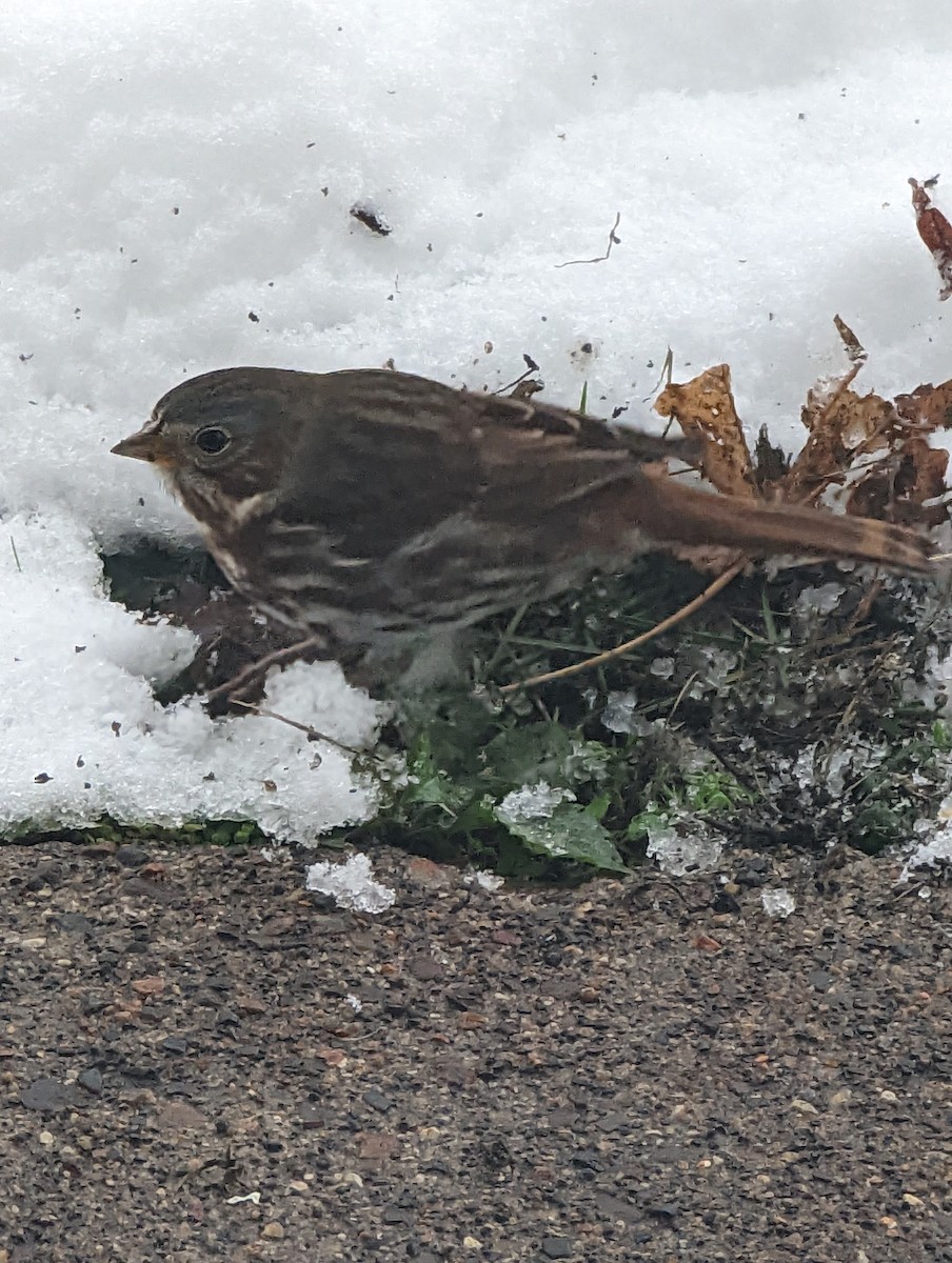 Fox Sparrow (Red) - ML504060861