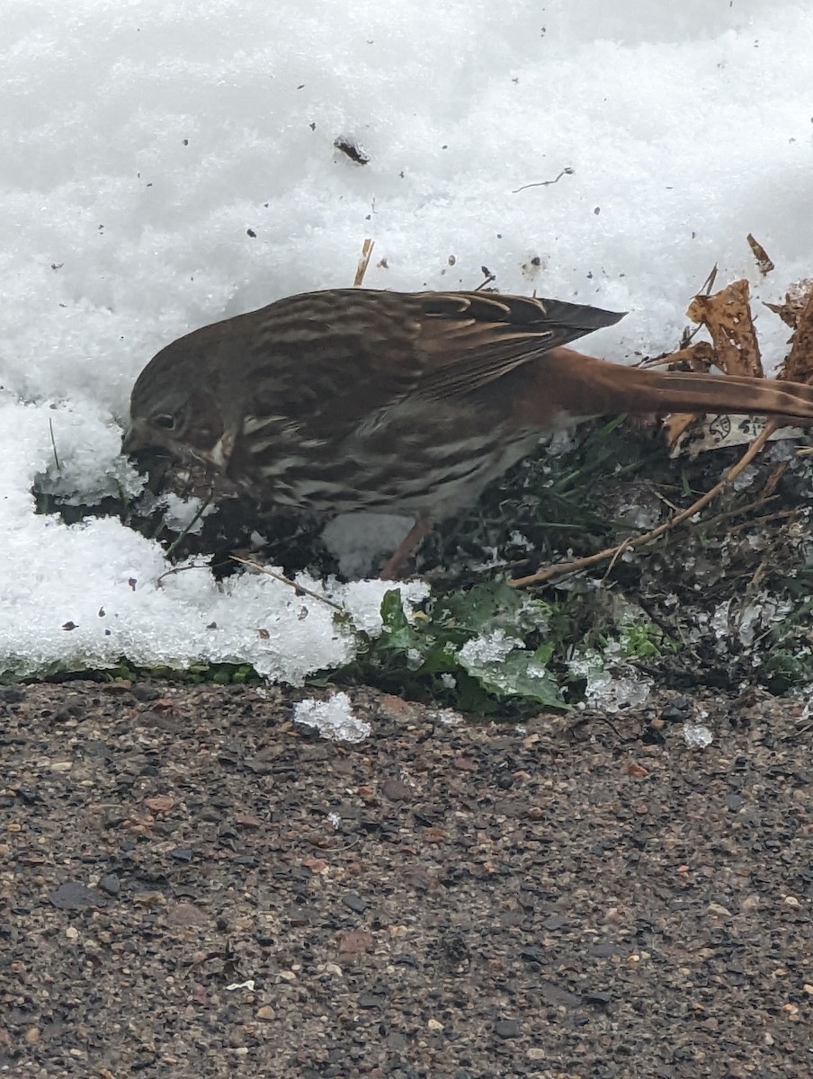Fox Sparrow (Red) - ML504060871