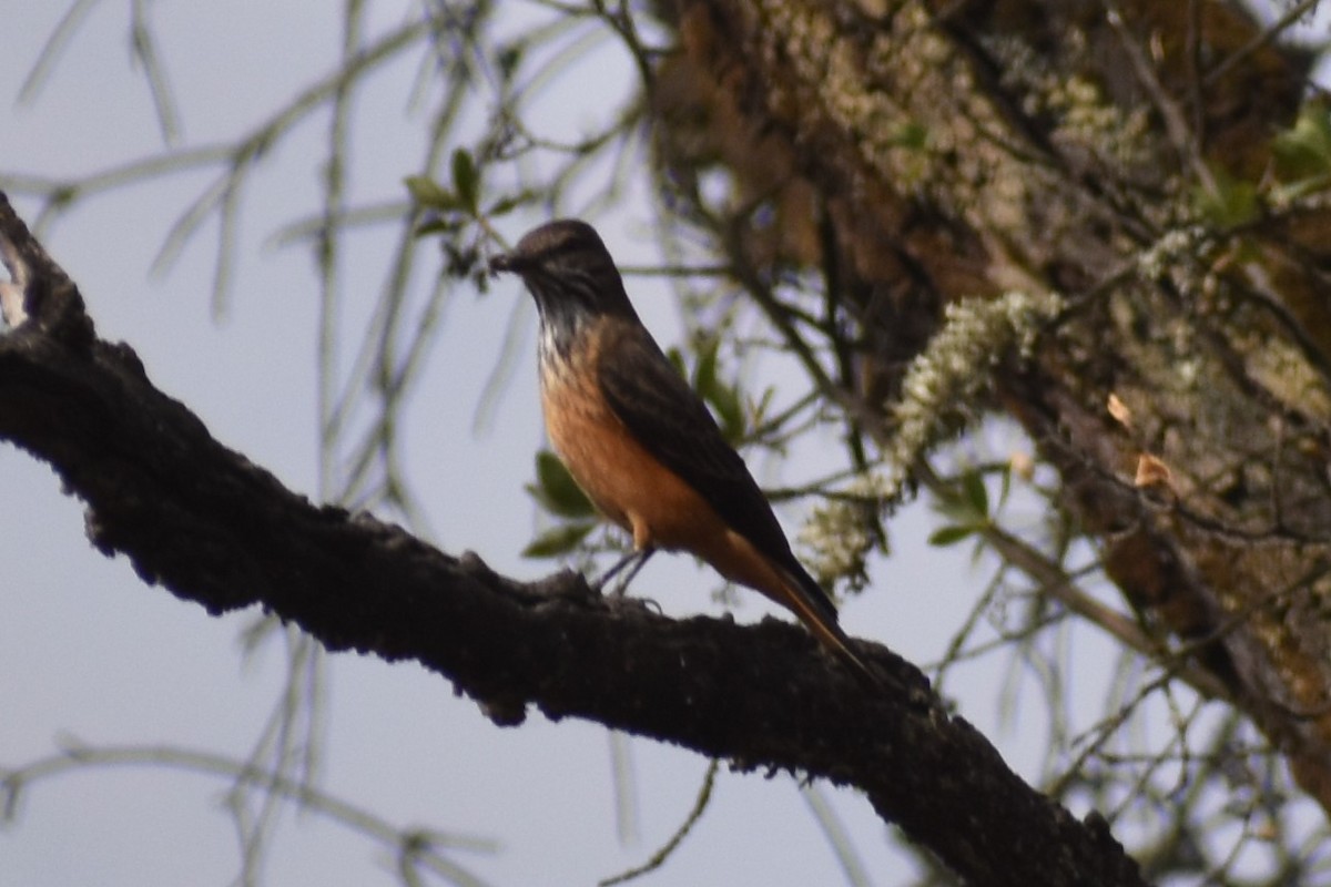 Streak-throated Bush-Tyrant - ML504061081