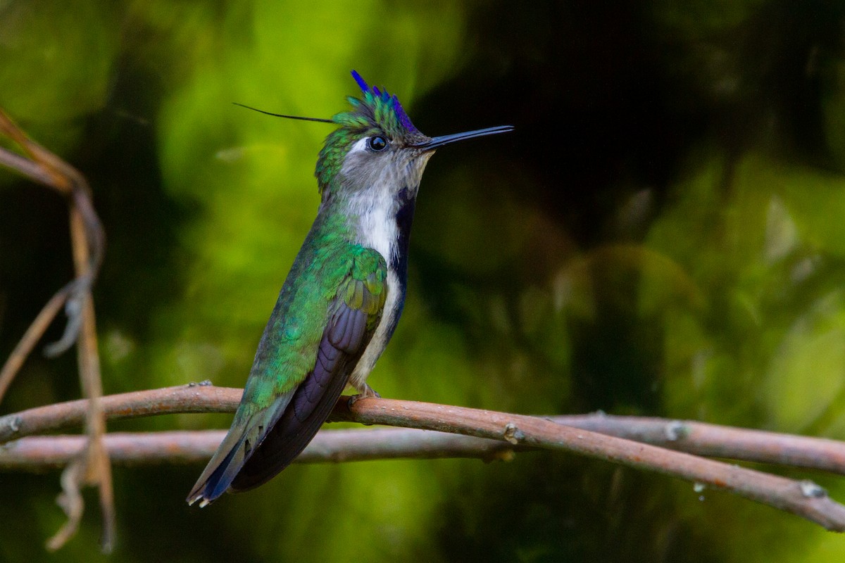 kolibřík paraguayský - ML504061851