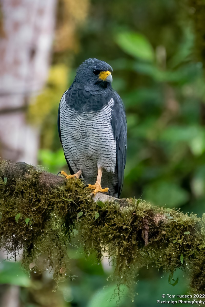 Barred Hawk - ML504062191