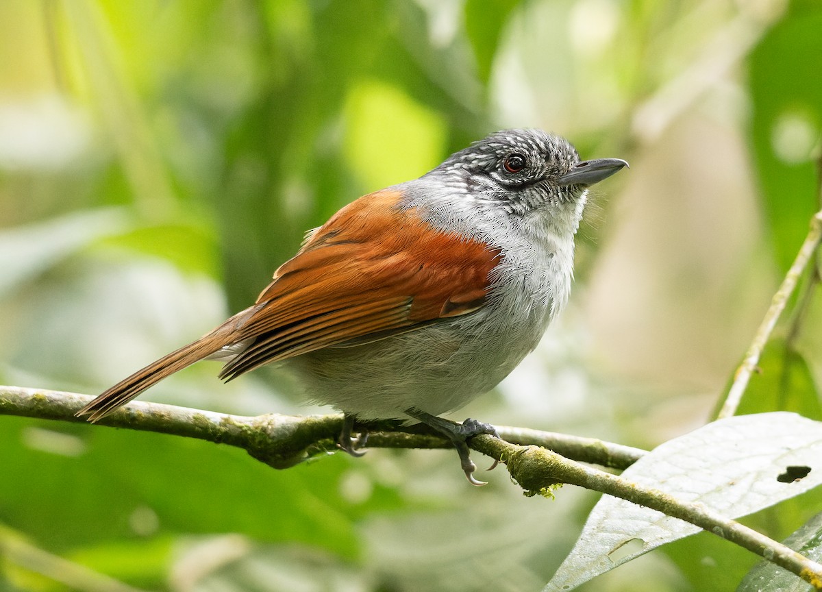 Rufous-backed Antvireo - Allan Clé Porto