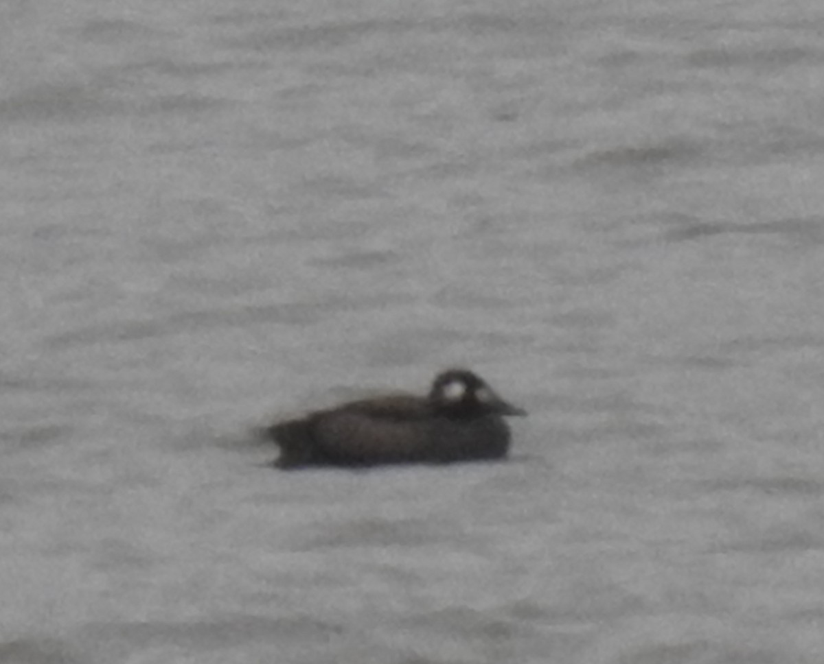 White-winged Scoter - ML504064421