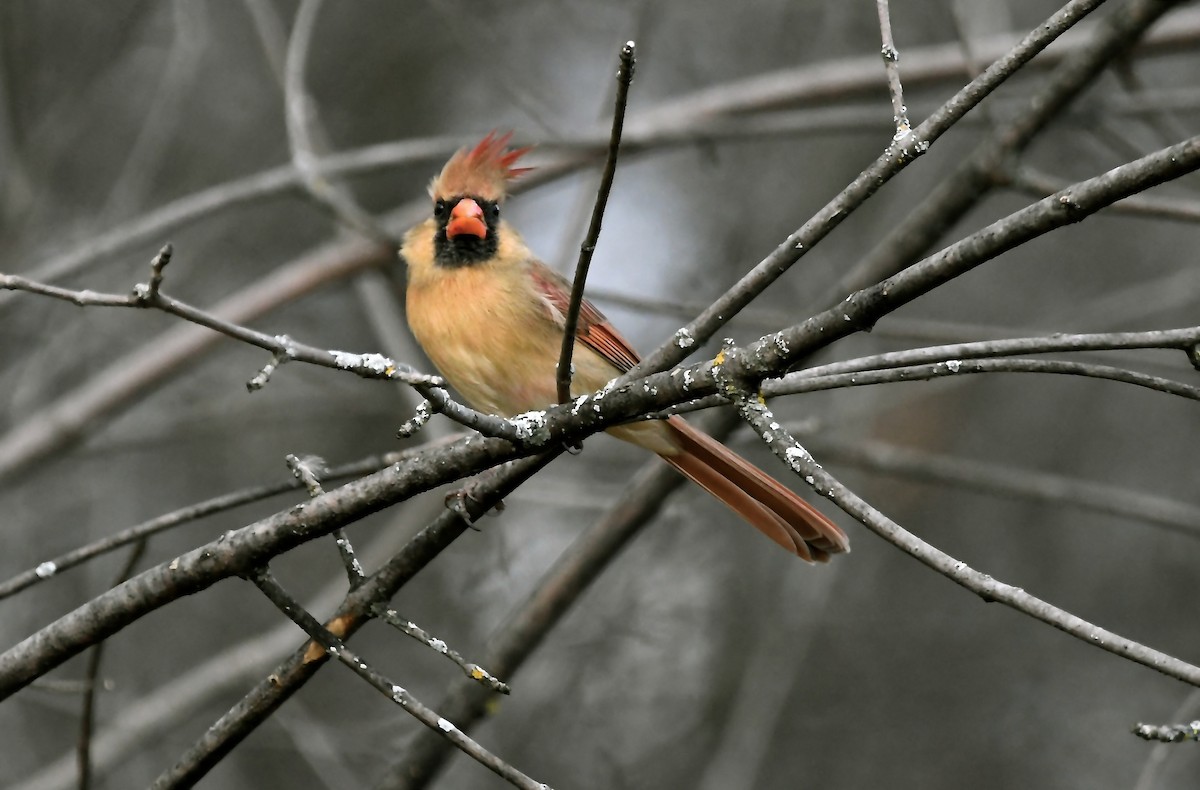 Northern Cardinal - jean pierre machet