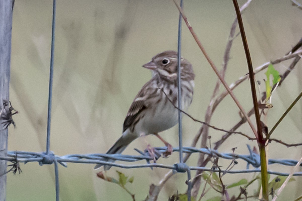 Vesper Sparrow - ML504065451