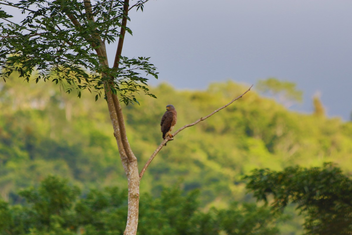 Roadside Hawk - ML504065841