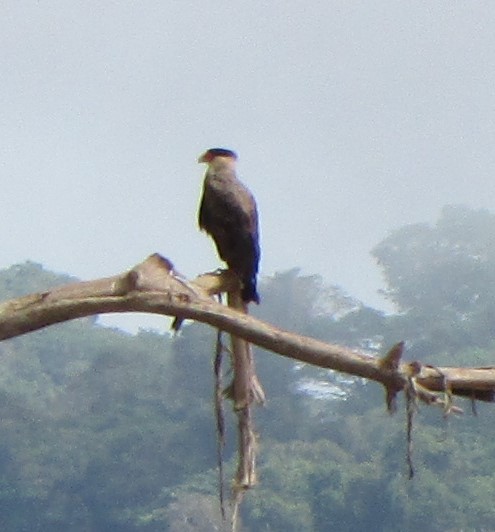 Crested Caracara (Southern) - ML504065891
