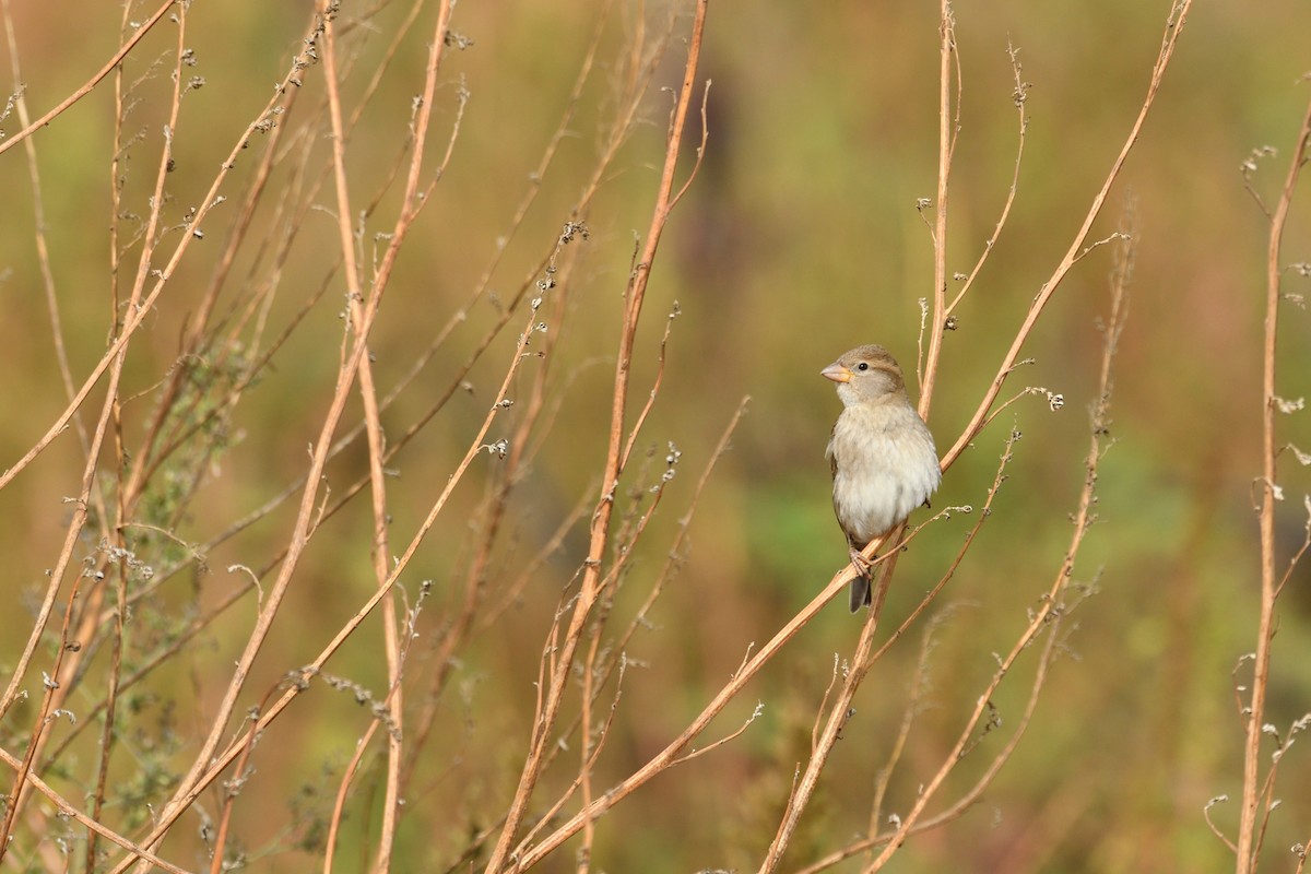 Spanish Sparrow - ML504068001