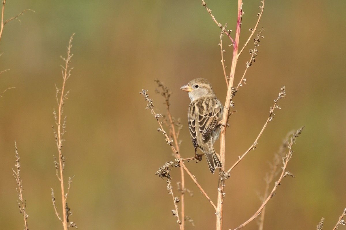 Spanish Sparrow - ML504068011