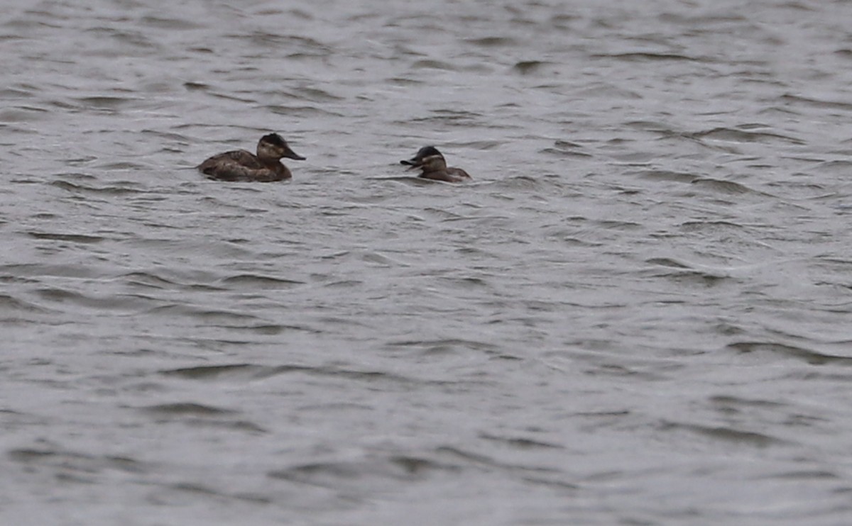 Ruddy Duck - ML504068491