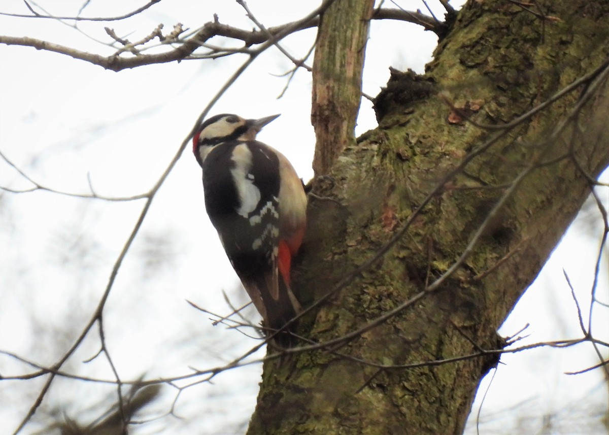 Great Spotted Woodpecker - ML504069671