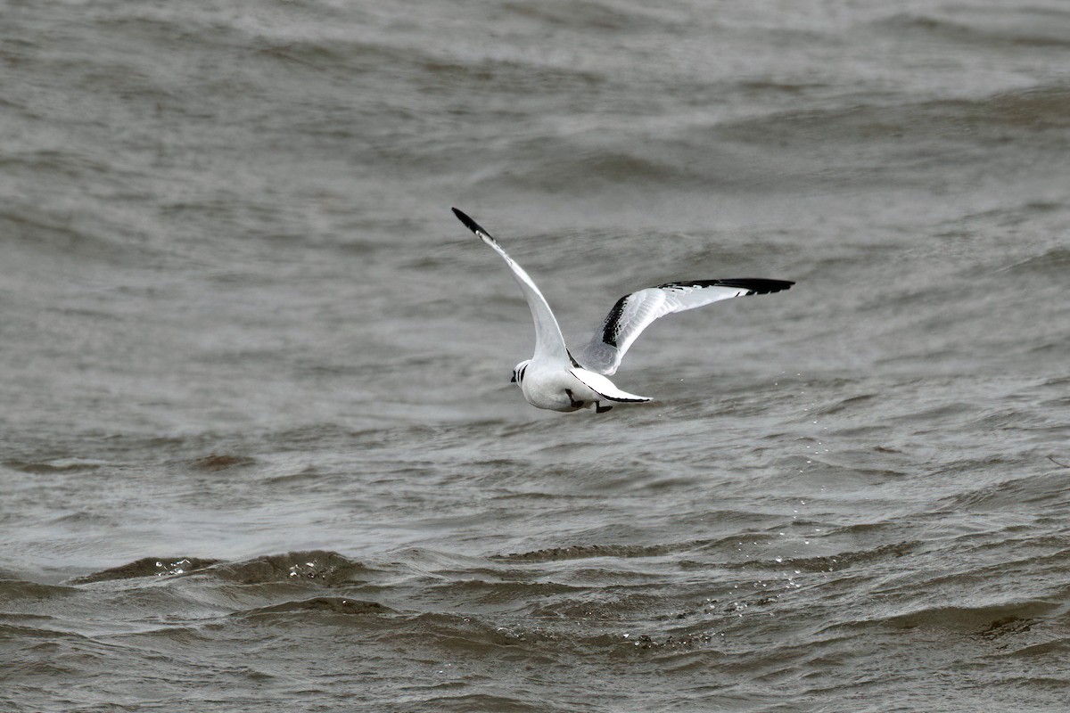 Black-legged Kittiwake - ML504070521
