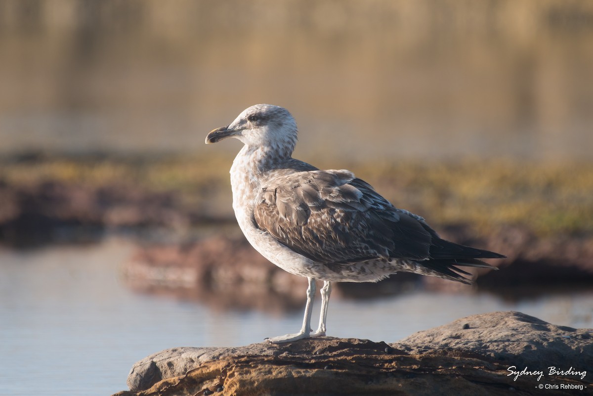 Kelp Gull - ML504070941