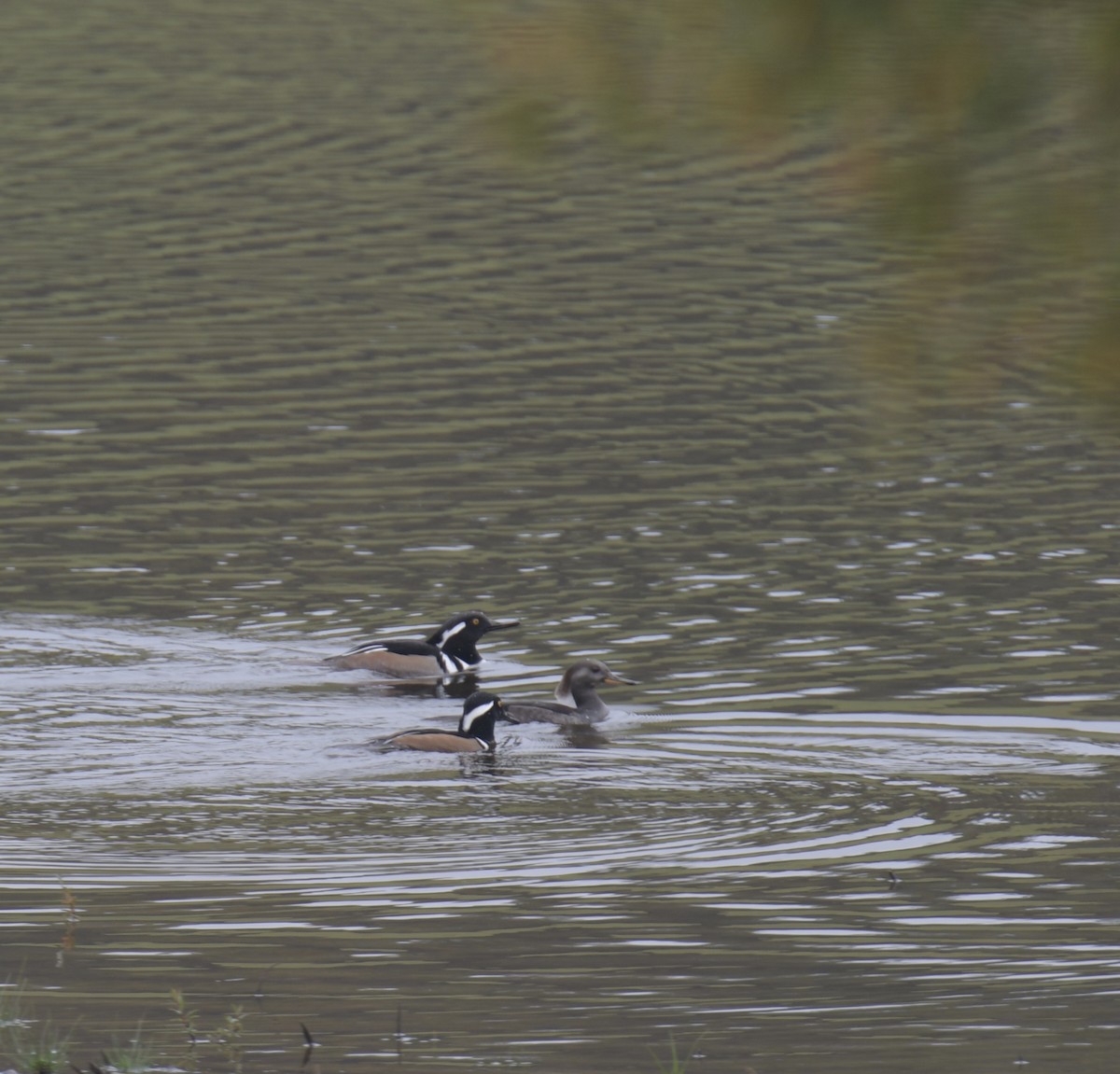 Hooded Merganser - ML504071661