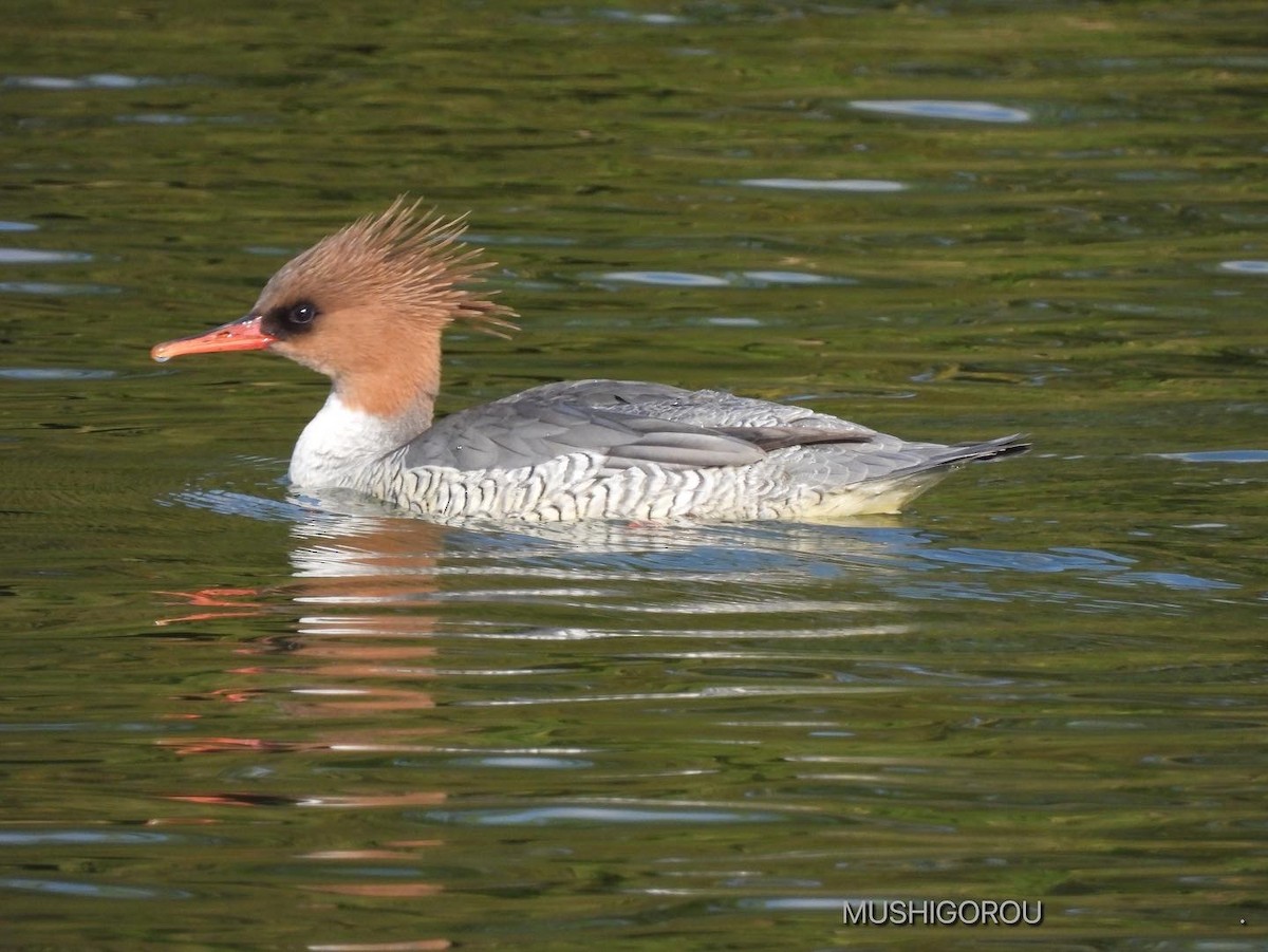 Scaly-sided Merganser - Shinsuke Kikuchi