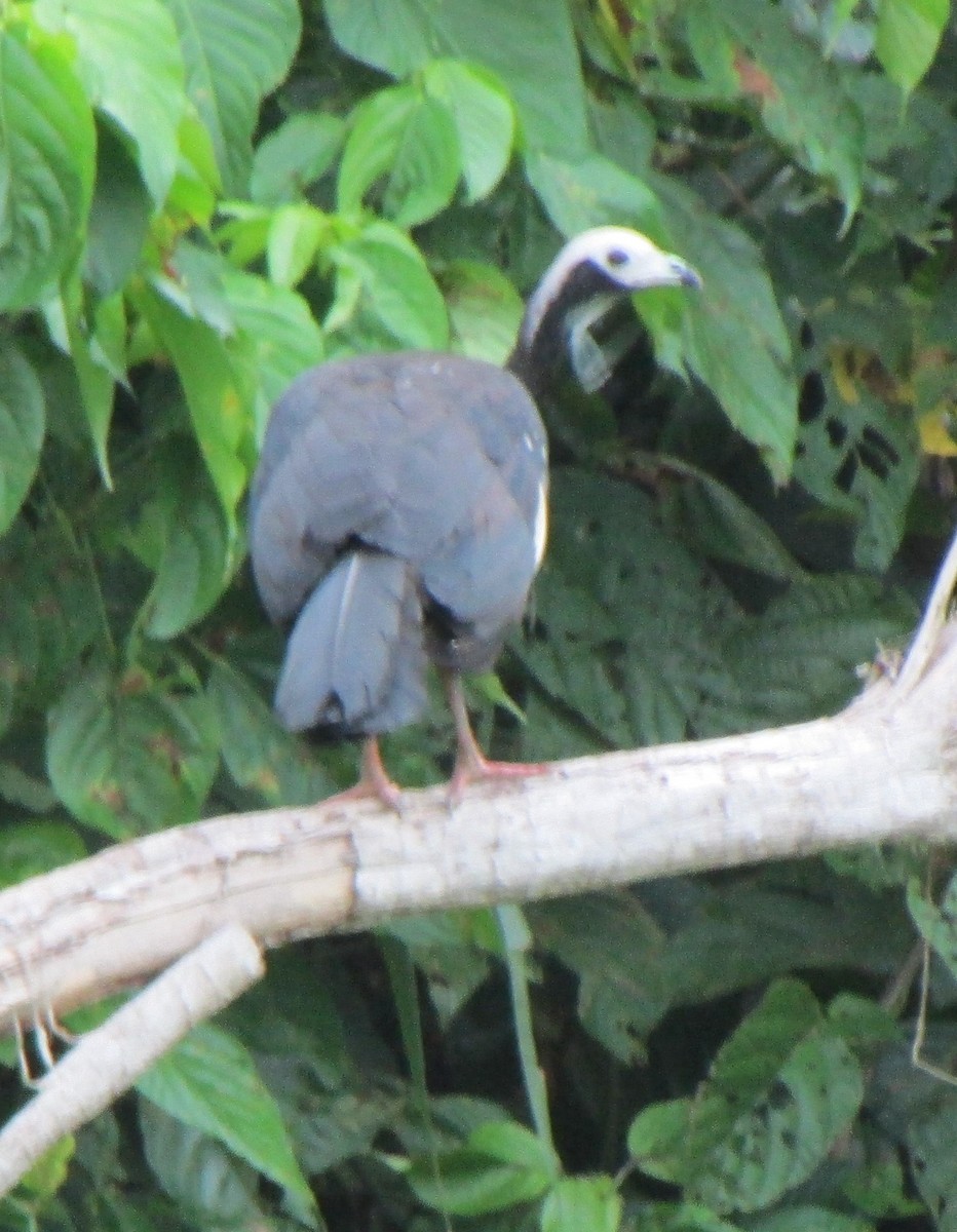 White-throated Piping-Guan - Fred  Lyons