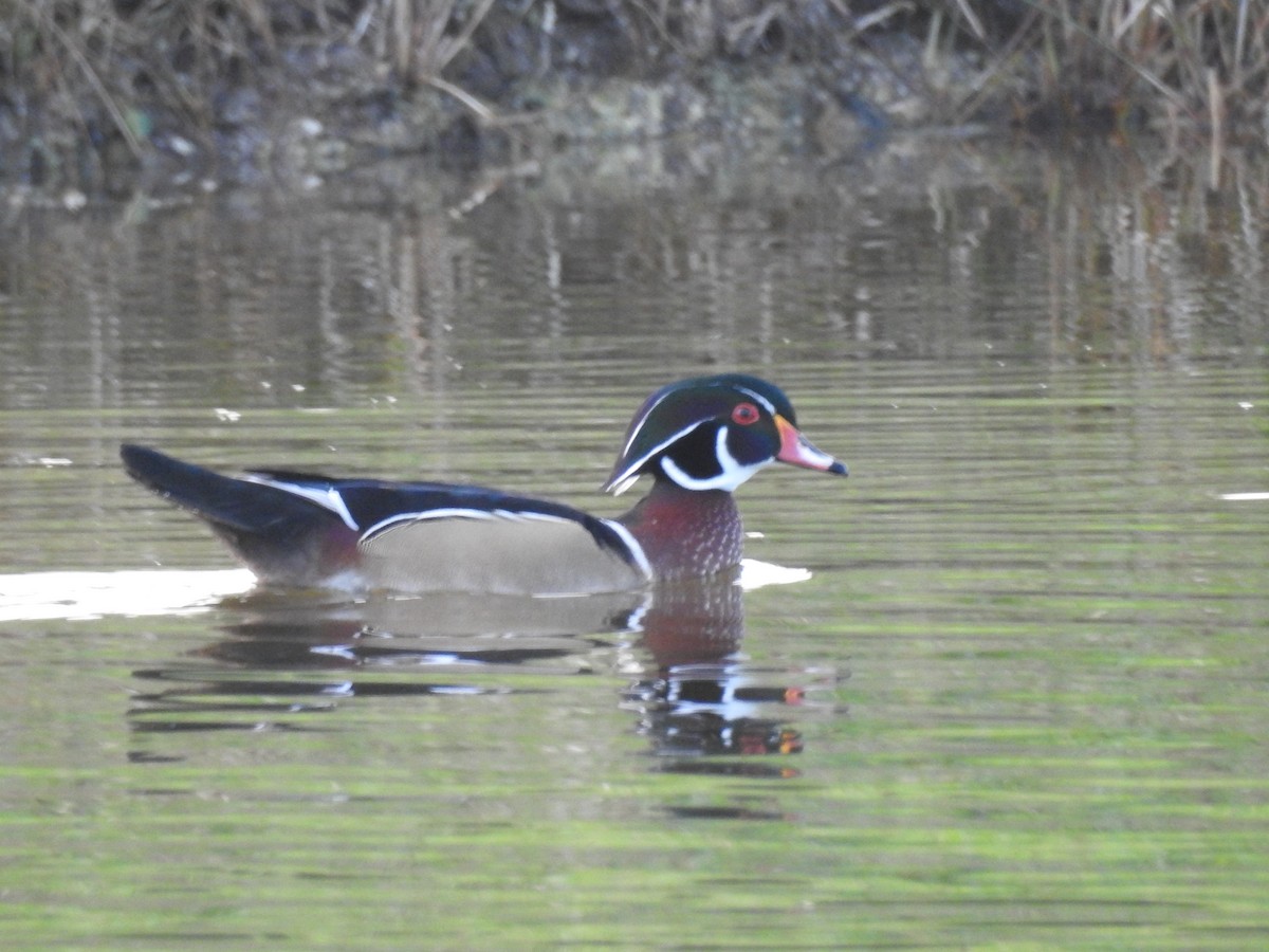 Pato Joyuyo - ML504074901