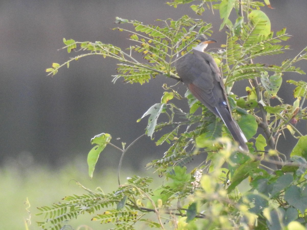 Yellow-billed Cuckoo - ML504075171