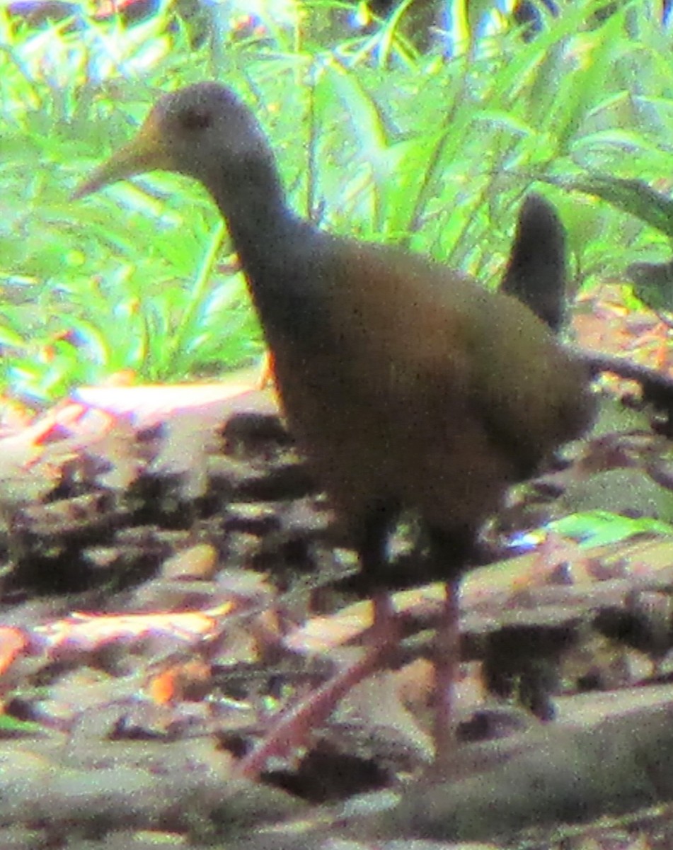 Gray-cowled Wood-Rail - ML504077541