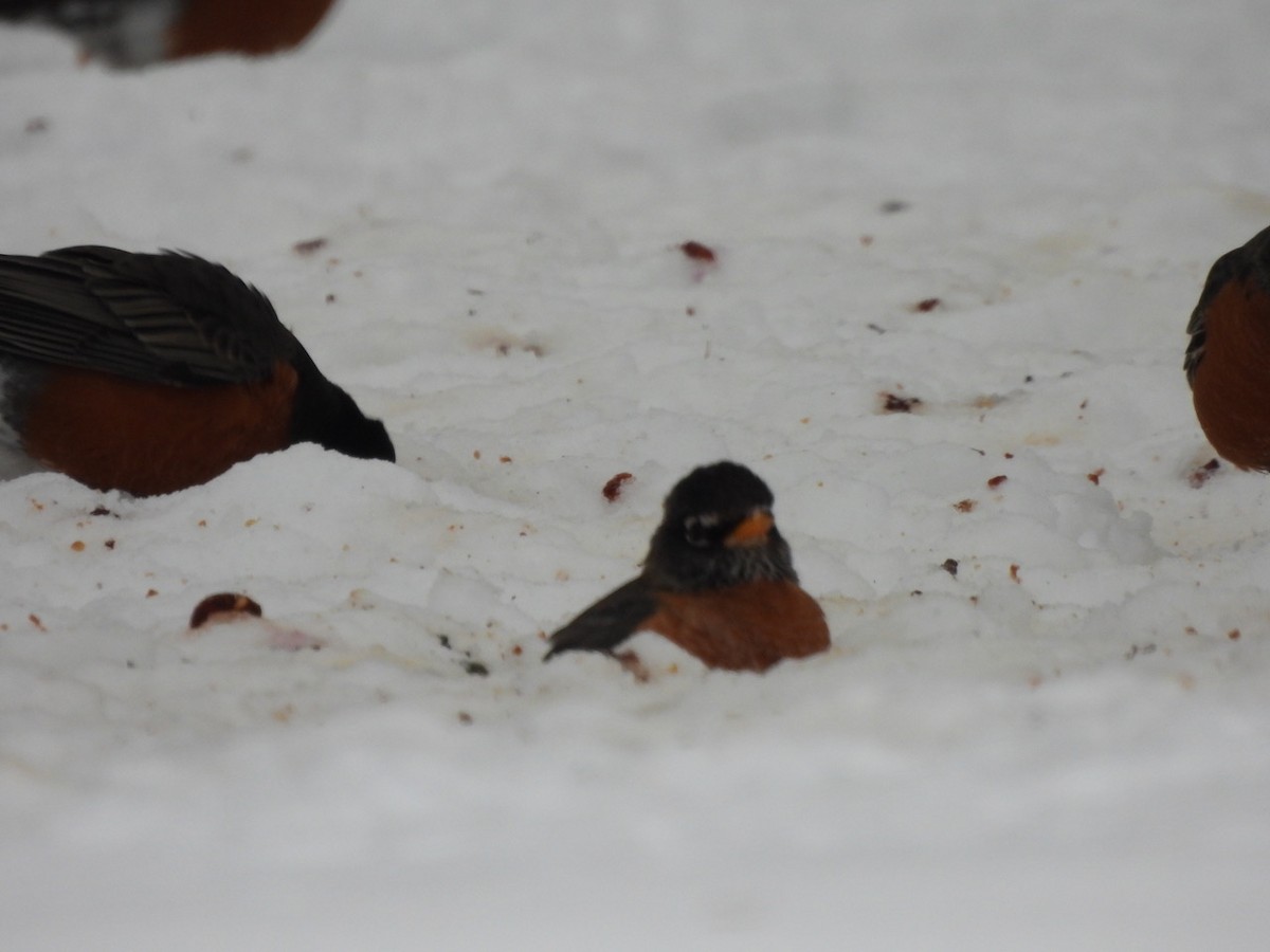American Robin - ML504077921