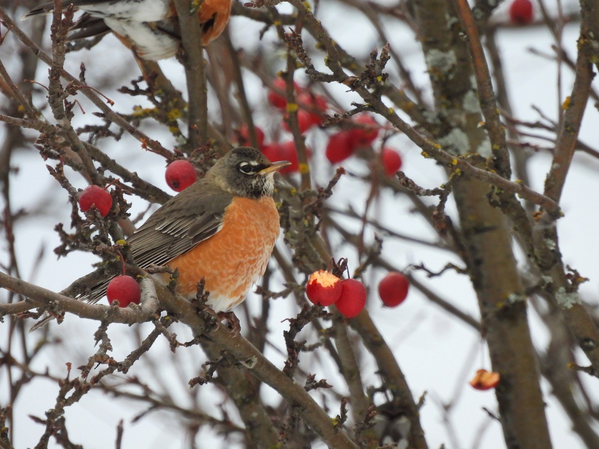 American Robin - ML504078191