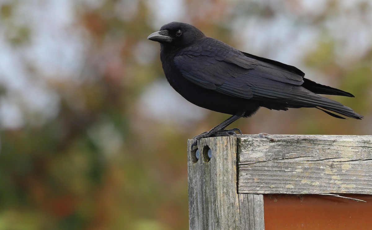 Corvus sp. (crow sp.) - ML504078411
