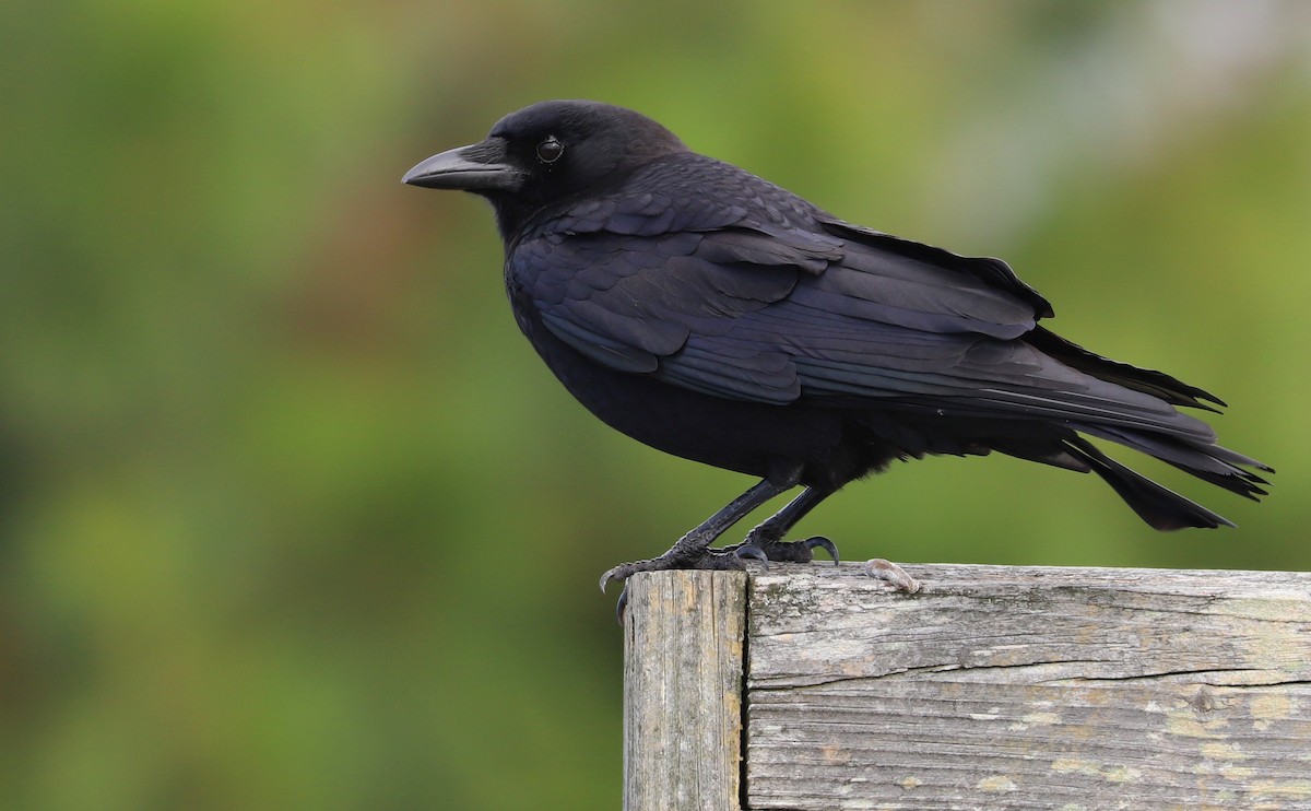 Corvus sp. (crow sp.) - ML504078471