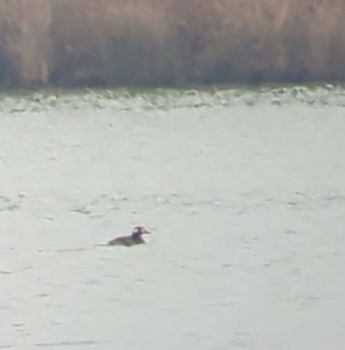 White-winged Scoter - ML504078921