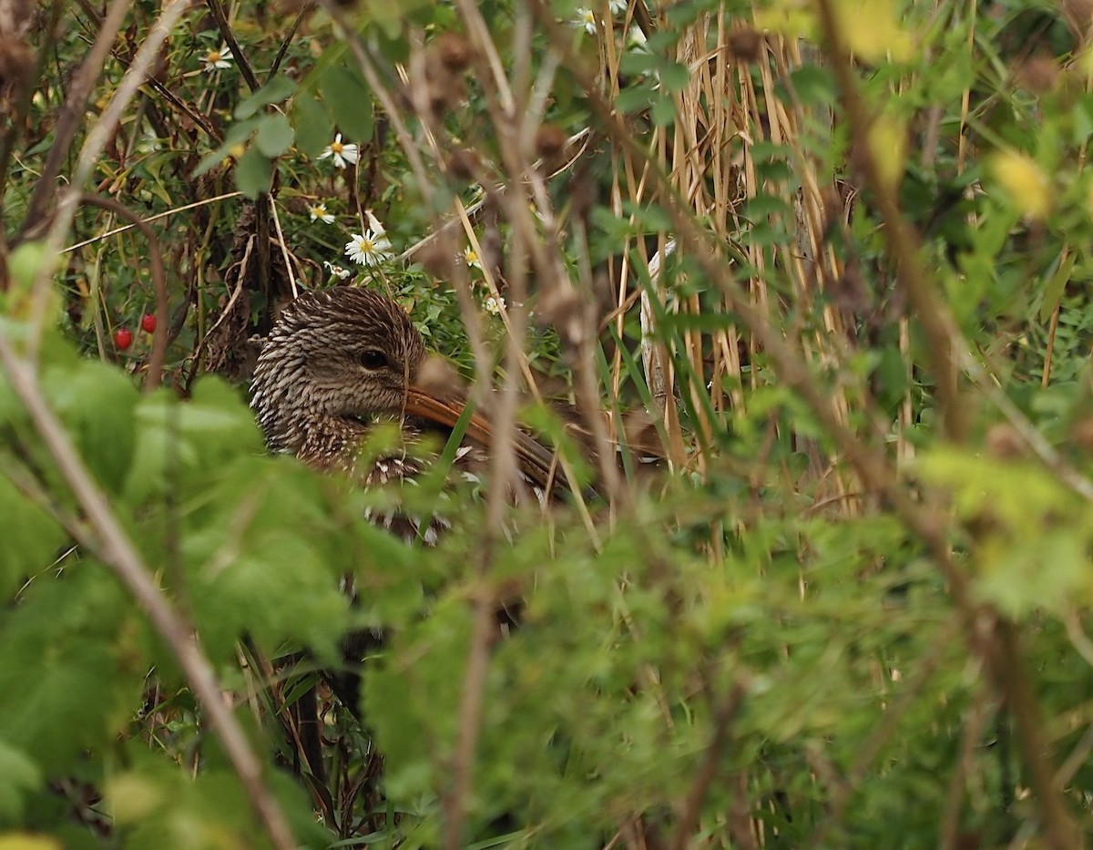 Limpkin - Celeste Morien