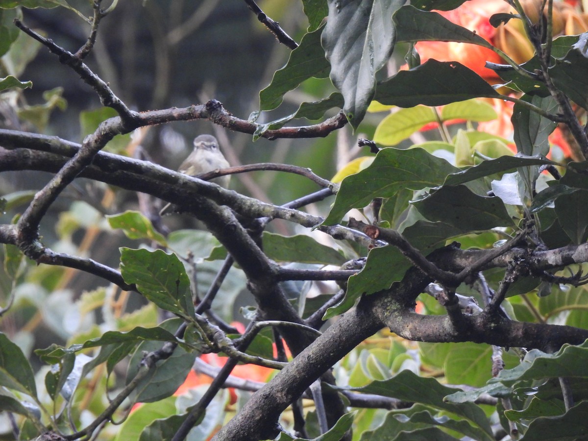 Plumbeous Vireo - ML504080121