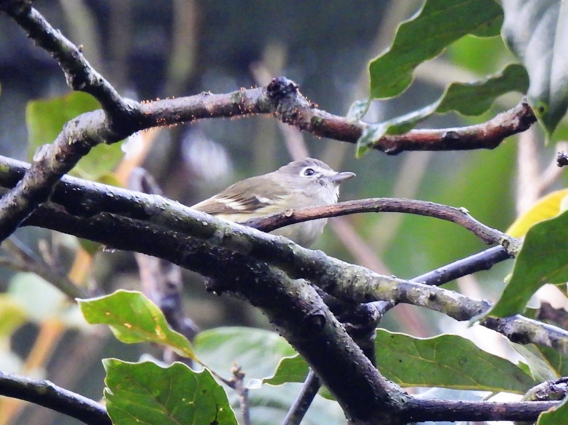 Plumbeous Vireo - ML504080131