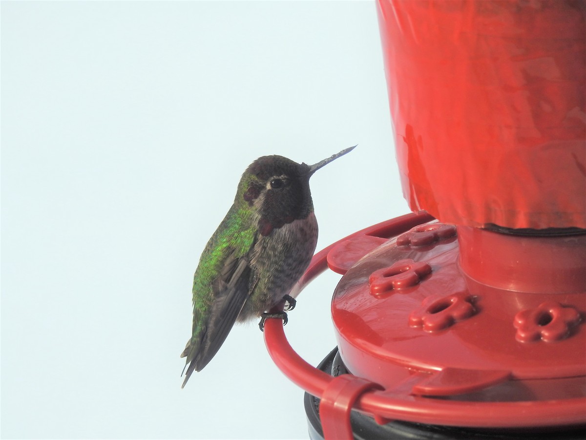 Anna's Hummingbird - ML504080671