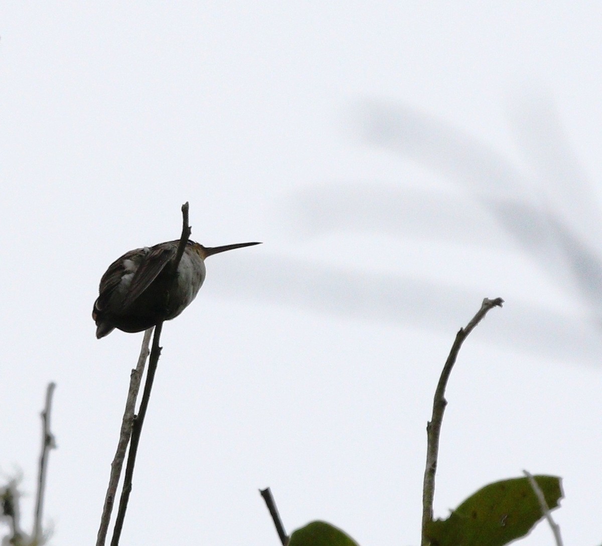 Blue-capped Puffleg - Richard Greenhalgh