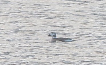 Long-tailed Duck - ML504082391