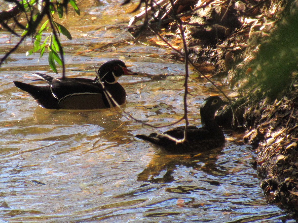 Wood Duck - ML504082601