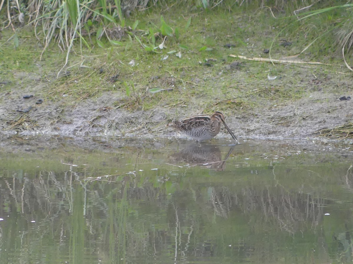 Wilson's Snipe - ML504083131