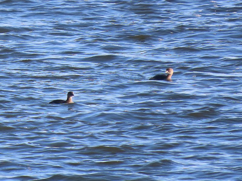 Pied-billed Grebe - Tracy The Birder