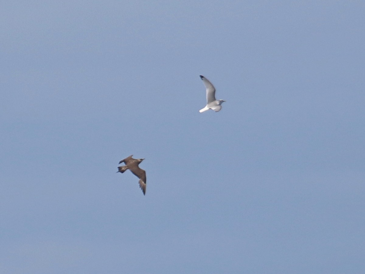 Parasitic Jaeger - Stephen Mirick