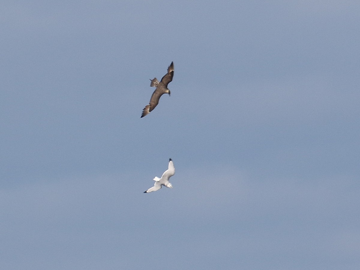 Parasitic Jaeger - Stephen Mirick