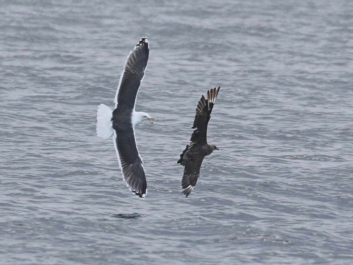 Pomarine Jaeger - Stephen Mirick