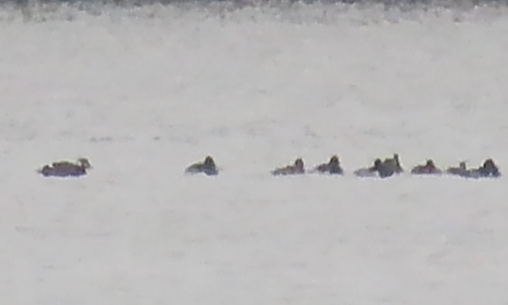 White-winged Scoter - ML504084351